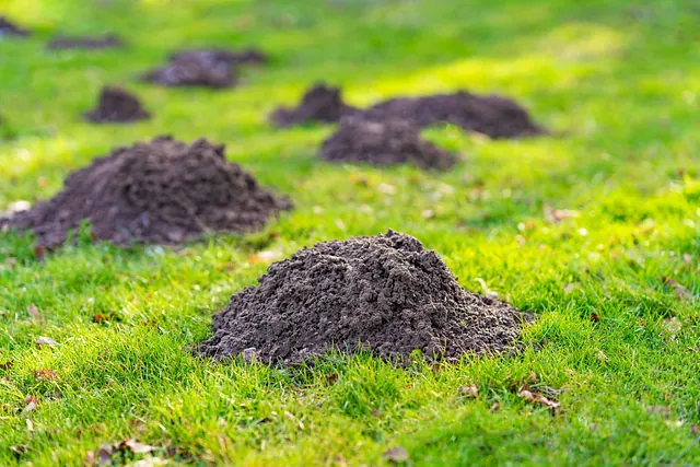 recorte de saco de hojas abonando suelo