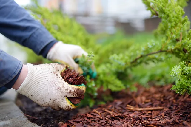 recorte manos jardinero con tierra