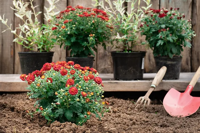 una flores rojas junto a rastrilo y pala